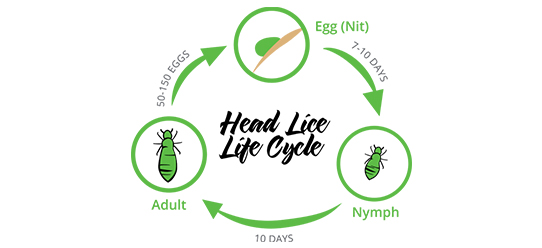 head louse treatment